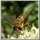 Syrphus ribesii - Grosse Schwebfliege hsk w01.jpg